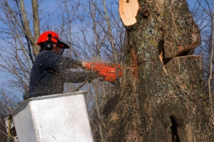 Abattage arbre Cestas