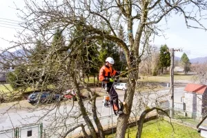 Elagage d'arbre Cestas