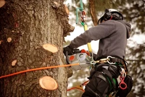 Elagage d'arbre Gradignan